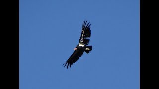 Pinnacles national park may 2019. condors and wildlife