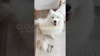 GROOMING DAY 🪥 #doggo #doggielife #cutedogs #samoyed #doggybestfriend #dogs #cutedog