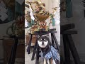 三社祭と豆柴【柴犬】#shorts