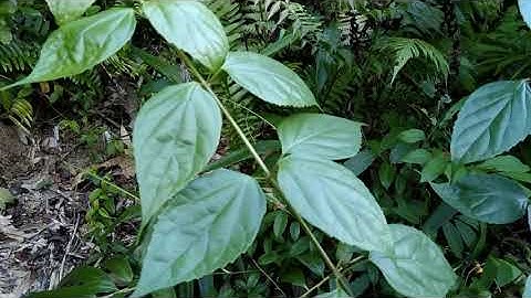 Cây vọng cách chữa bệnh viêm gan Tác dụng đắp vết thương như mật gấu