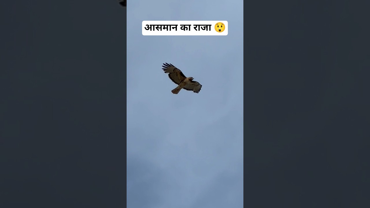 बाज को आसमान का राजा क्यों कहते हैं? 😱 | Eagle Facts in Hindi