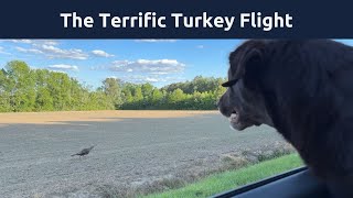 Lab Barking Causes Turkey to Book It Outta There! #turkeyhunting #turkeybirds by Rivers the Chocolate Lab 12 views 19 hours ago 13 seconds