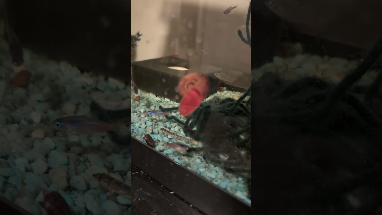 Slow wins the race!  Cleanup crew, Red Ramshorn Snail looking good! (2026) #shorts #drockingfish