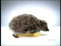 Spontex hedgehog tv commercial