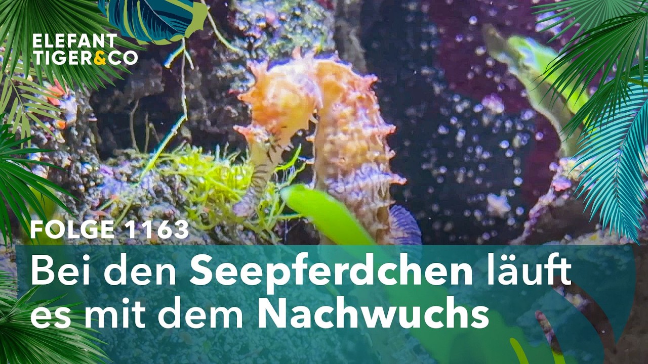 Leipzigs stolze Seepferdchen-Zucht (Folge 1163) | Elefant, Tiger & Co. | MDR