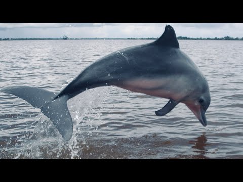 5 Fun Facts About The Guiana Dolphin