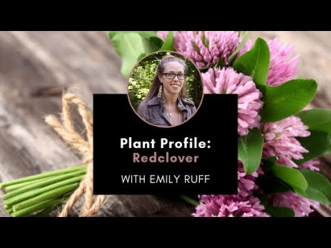 Video: Informácie o rastline červenej ďateliny – Ako sa zbaviť červenej ďateliny na dvoroch