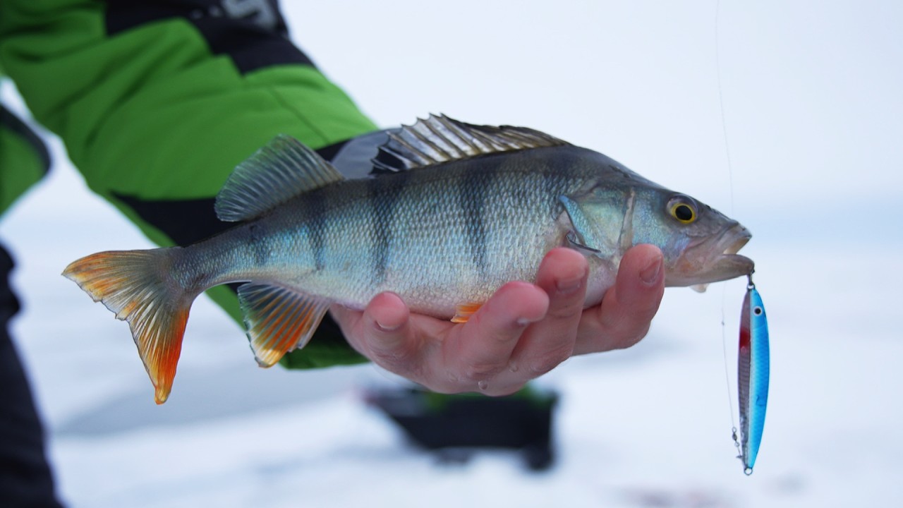Чудское озеро зимой 2026 | Ловим крупных окуней на секушку