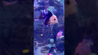 Beautiful multicoloured fishes 🐡 🎏🐠  #aquarium #viral #youtubeshorts #fish