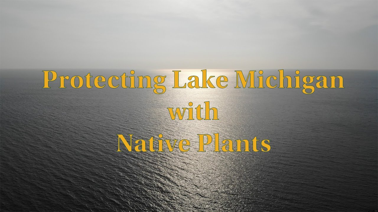 Protecting Lake Michigan with Native Plants