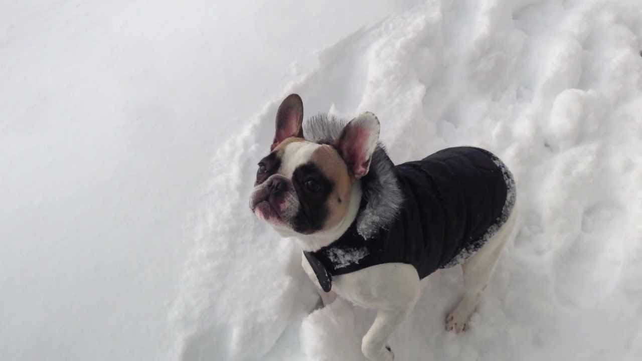 Labrador Retriever Helps French Bulldog In Snow