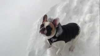 Labrador Retriever Helps French Bulldog In Snow