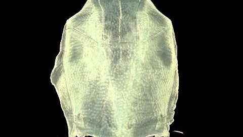 Placoderms (Armored Fish): Dominant Vertebrates of the Devonian Period: Supplemental Video 1