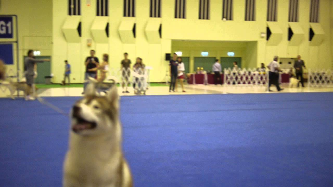 download siberian husky champion bloodlines for free download siberian husky champion bloodlines for free