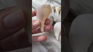 What is the difference between a Pear Whelk and Paper Fig? #beach #floridabeach #seashells