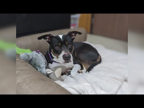 Video: Adoptable Dog Of The Week - Auringonpaiste