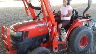 Stewie and Bentley at the Farm 2