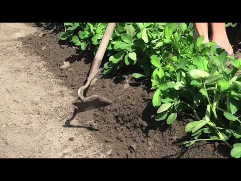 Видео: Информация об арахисе Вирджиния - узнайте о выращивании сортов арахиса Вирджиния