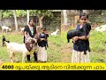 4000    goat farming keralagoat sale kerala