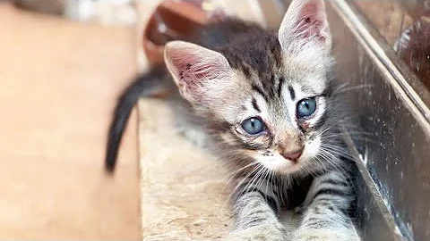 Watch the video about Heartwarming Moments of a Cute Kittens Meowing On a Purr-fect Day in the Life ! ☀️