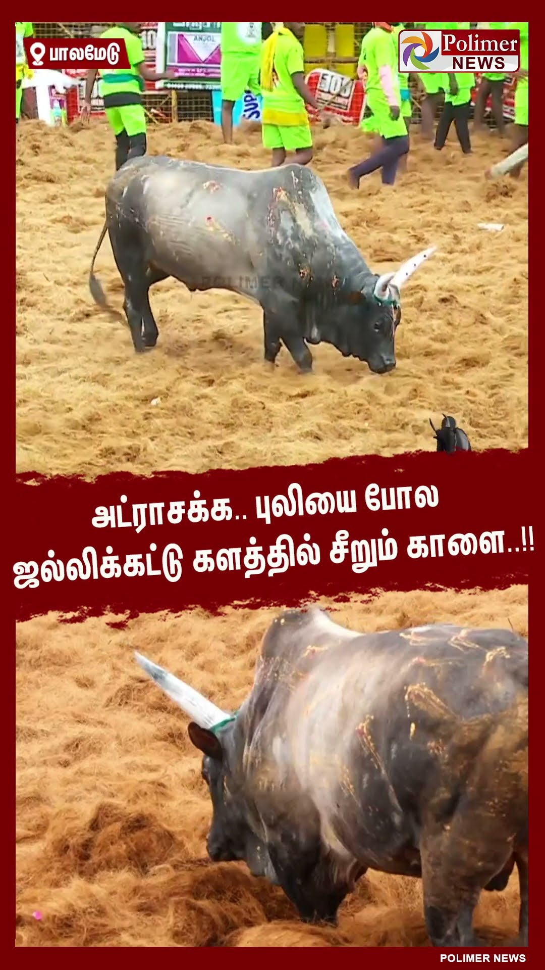 அட்ராசக்க.. புலியை போல ஜல்லிக்கட்டு களத்தில் சீறும் காளை..!!  #shorts | #palamedujallikattu