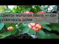 Цветок молочай Миля — как ухаживать дома