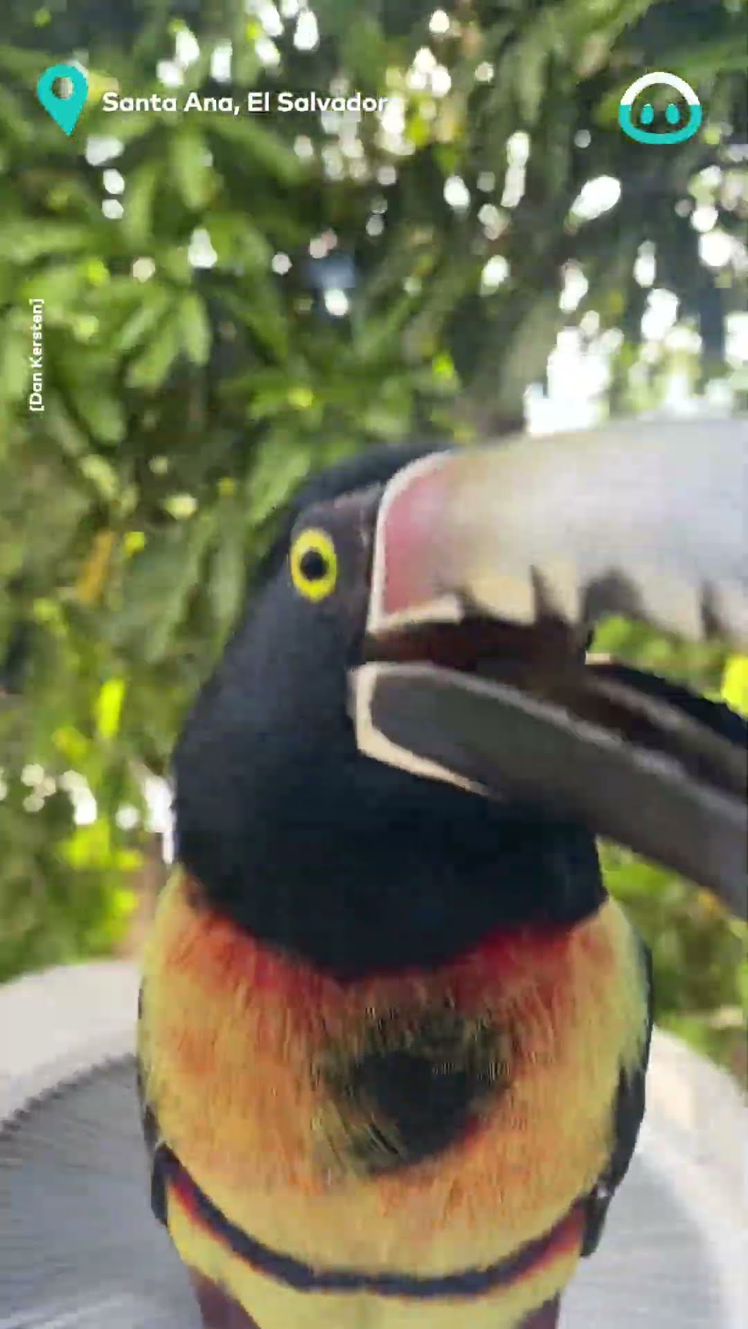 Toucan Attacks Own Reflection || ViralHog