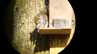 This video is some quick footage of a mornings pest control on my squirrel feeder using my hw100 .177 and hunter extreme pellets 