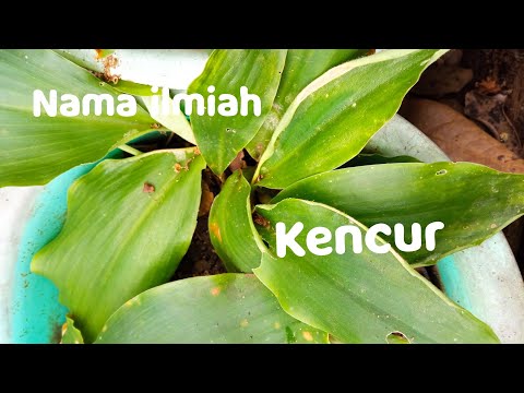 Gambar Biji Kencur