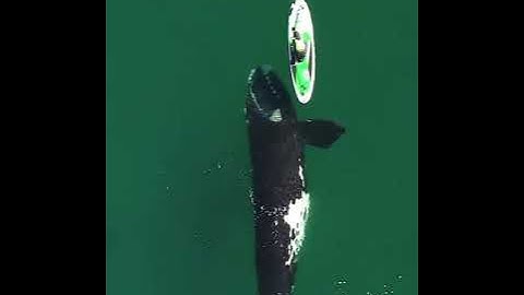 A giant whale approaches an unsuspecting paddle boarder and the incredible encounter was captured