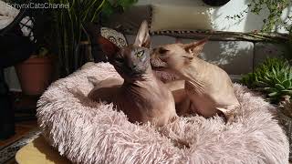 From Love to Fight Only one Step 💞🥊Sphynx Cats RAMSES & HERKUS by Sphynx Cats Channel 718 views 2 years ago 1 minute, 53 seconds