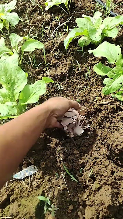 What fertilizer do you use to grow your own vegetables #Rural Life #Vegetable Fields #Out #bd7c7
