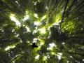 mind forest.wmv