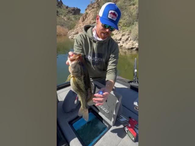 DD26 Fishing CULL ID Tags with MLF Pro Josh Bertrand 