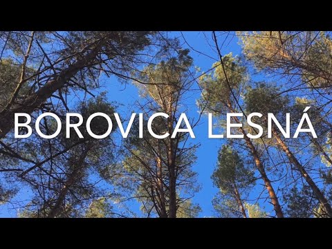 Video: Borovica Lesná - Popis, Vlastnosti, Použitie šišiek