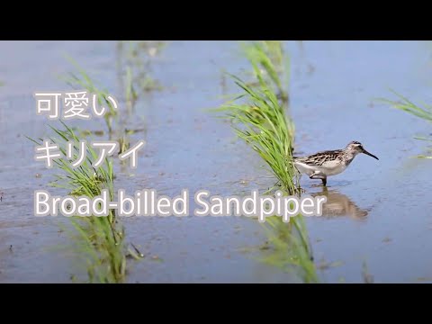 【可愛い】キリアイ Broad-billed Sandpiper