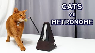 Cats vs Metronome by NoLi 20,058 views 3 years ago 2 minutes, 31 seconds