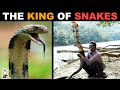 Why are King Cobras so Powerful?