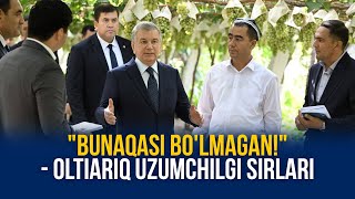 "Bunaqasi bo'lmagan!" - Oltiariq uzumchilgi sirlari