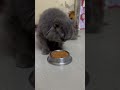 #cat #cats #shorts #short #pets #animals #trending #youtubeshorts #trendingshorts