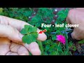 Four-leaf Clover I Found in The Garden | Nambaron Creative