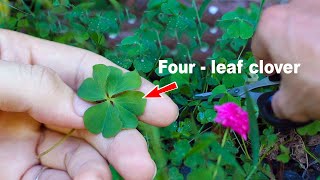 Four-leaf Clover I Found in The Garden | Nambaron Creative