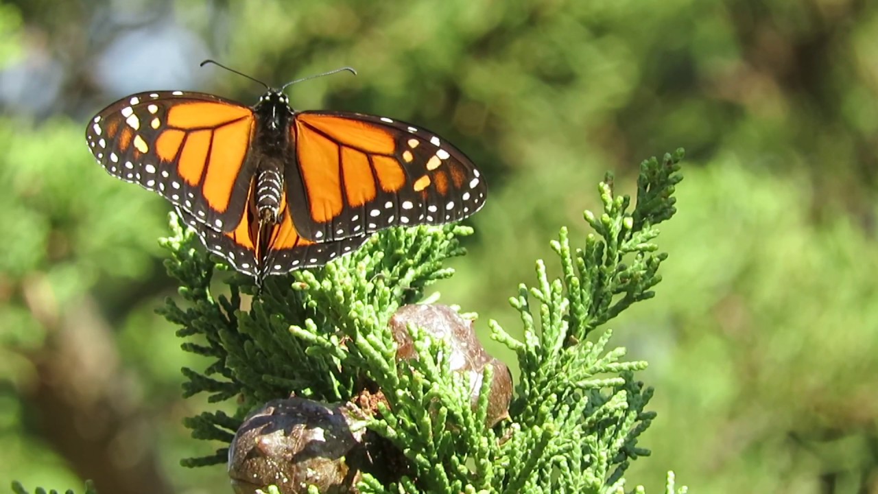 Monarch butterfly in Natural Bridges State Park Santa Cruz