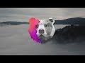 South Bear - Darling