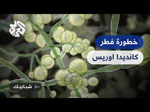 فطر كانديدا أوريس المقاوم للعقاقير ما هو وماهي مخاطره