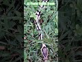 0.1 Pastel Orange Dream #pastel #orange #dream #shortvideo #shorts #short #shortsvideo #snake #pets