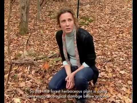 Invasive Garlic Mustard on YouTube