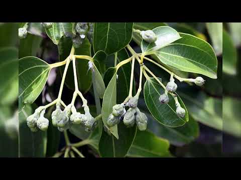 Vidéo: La culture de la cannelle de Ceylan - Informations sur les plantes de Cinnamomum Zeylanicum