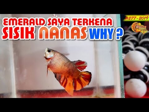 Video: Kariota Palm Adalah “ekor Ikan” Yang Legendaris. Perawatan Rumah. Foto