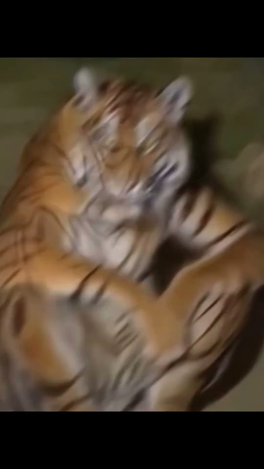 Malaysian Tigers sit like Humans MalaysianTiger Tiger endangeredspecies YouTube